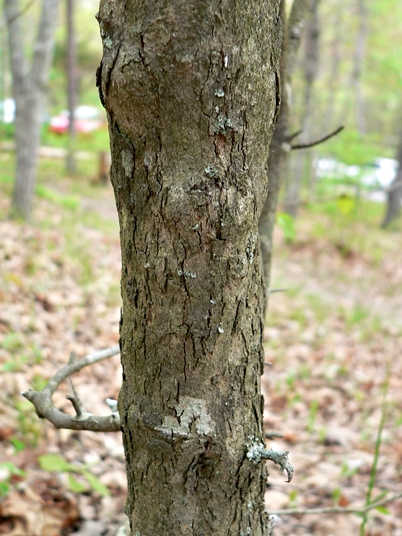 {Crataegus intricata}